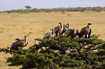 African White Backed Vulture, gyps africanus, Group standing on the Top of a Tree, Masai Mara Park in Kenya