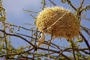 Sociable Weaver, philetairus socius, Nest in Acacia Tree, Kenya
