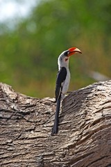 Von Der Decken's Hornbill, tockus deckeni, Adult standing on Tree Trunk, Masai Mara Park in Kenya