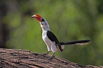 Von Der Decken's Hornbill, tockus deckeni, Adult standing on Tree Trunk, Masai Mara Park in Kenya