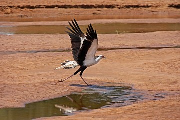 Secretary Bird, sagittarius serpentarius, Adult in Flight, Taking off, Masai Mara Park in Kenya