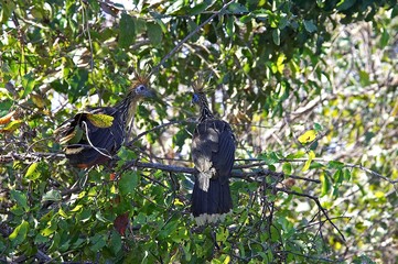 Hoatzin, opisthocomus hoazin, Adults perched in Tree, Los Lianos in Venezuela