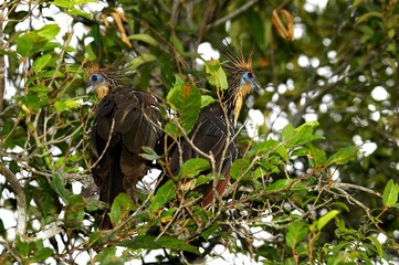 Hoatzin, opisthocomus hoazin, Adults perched in Tree, Los Lianos in Venezuela