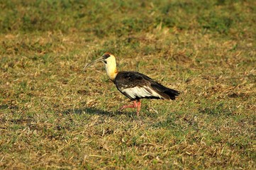 Buff Necked Ibis, theristicus caudatus, Adult walking on Grass, Los Lianos in Venezuela