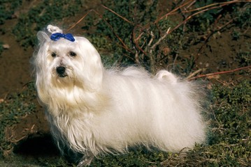 Maltese Dog