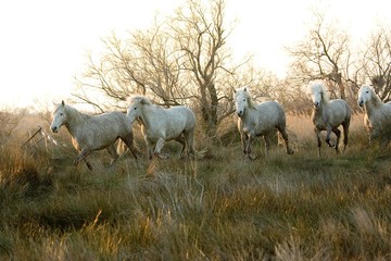 Camargue Horses, Herd standing in Swamp, Saintes Marie de la Mer in Camargue, South of France
