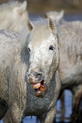 Fototapeta premium Camargue Horses, Funny Face, Saintes Marie de la Mer in Camargue, South of France