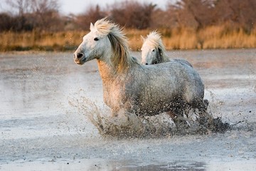 Camargue Horses, Trotting through Swamp, Saintes Marie de la Mer in Camargue, South of France