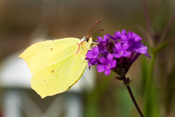 Makro Zitronenfalter auf Bl&uuml;te 