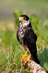 Eurasian Hobby, falco subbuteo, Adult standing on Branch, Normandy