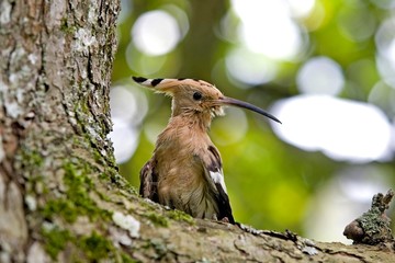 Hoopoe, upupa epops, Adult standing on Tree Trunk, Normandy