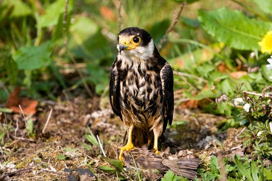 Eurasian Hobby, falco subbuteo, Adult with House sparrow in its Claws, Normandy