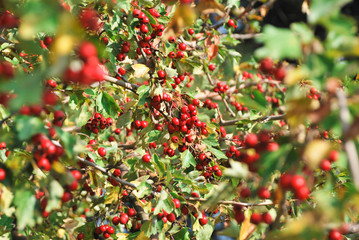 Red berries and branches of hawthorn, harvest