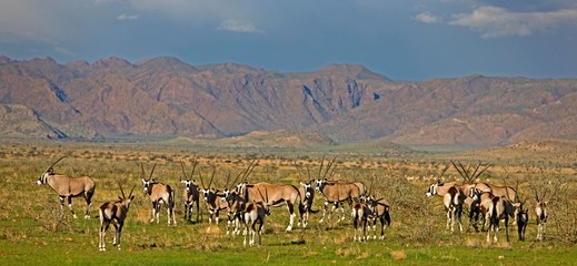 Fototapeta na wymiar Gemsbok, oryx gazella, Herd in Namib-Naukluft Park in Namibia