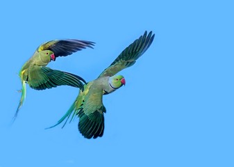 Rose Ringed Parakeet, psittacula krameri, Pair in Flight