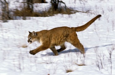 Cougar, puma concolor, Adult running on Snow, Montana