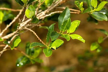 Coca, erythroxylum coca, Leaves for Cocaine production, Peru