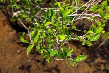 Coca, erythroxylum coca, Leaves for Cocaine production, Peru
