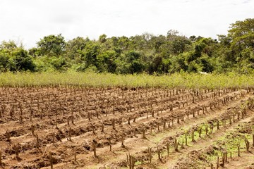 Fototapeta na wymiar Coca Plantation, erythroxylum coca, Leaves for Cocaine production, Peru