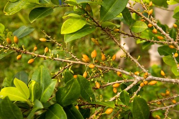 Coca, erythroxylum coca, Leaves for Cocaine production, Peru