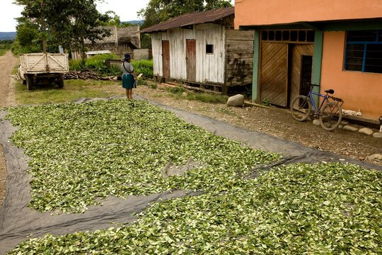 Coca, erythroxylum coca, Cocaine production, Drying leaves at Pilcopata Village, Andes, Peru