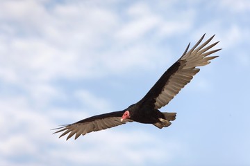 Turkey Vulture, cathartes aura, Adult in Flight, Paracas National Park in Peru