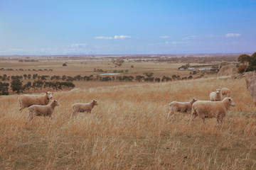 Obraz premium sheep grazing in the field