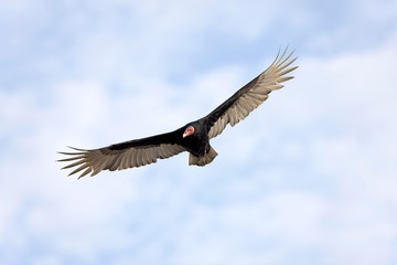 Turkey Vulture, cathartes aura, Adult in Flight, Paracas National Park in Peru