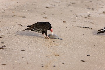Turkey Vulture, cathartes aura, Adult eating Fish on Beach, Paracas National Park in Peru