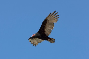 Turkey Vulture, cathartes aura, Adult in Flight, Paracas National Park in Peru