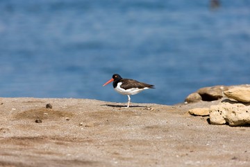 American Oystercatcher, haematopus palliatus, Adult standing on Beach, Ballestas Islands in Paracas National Park, Peru