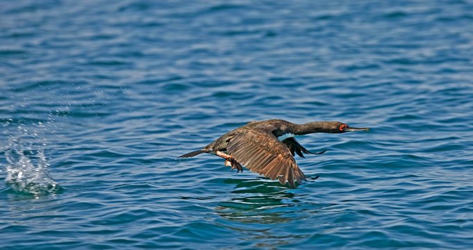 Guanay Cormorant, phalacrocorax bougainvillii, Adult in Flight, Ballestas Islands in Paracas National Park, Peru