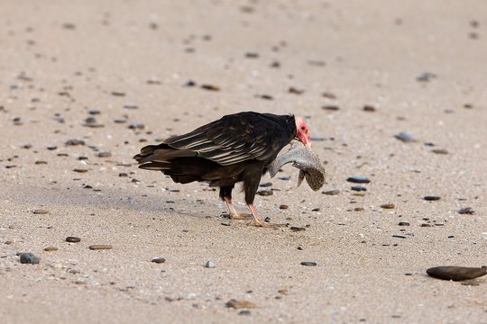 Turkey Vulture, cathartes aura, Adult eating Fish on Beach, Paracas National Park in Peru
