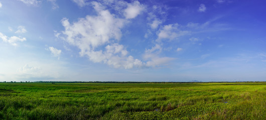 Fototapeta na wymiar green field and blue sky lanscape background panorama