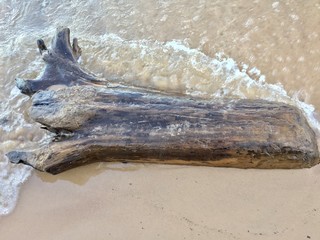 dead tree on the beach