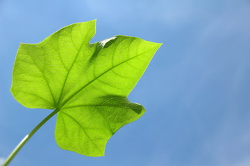 green leaf with blue sky © Nong