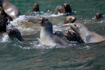South American Sea Lion or Southern Sea Lion, Group of Females standing in Water, otaria byronia, Paracas National Park in Peru
