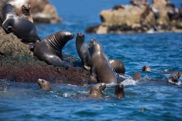 South American Sea Lion or Southern Sea Lion, Females standing on Rocks, otaria byronia, Paracas National Park in Peru