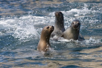 Obraz premium South American Sea Lion or Southern Sea Lion, otaria byronia, Group of Female standing in Water, Paracas National Park in Peru