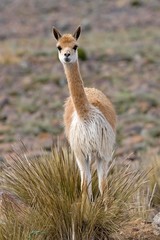 Vicuna, vicugna vicugna, Pampas Galeras Reserve in Peru