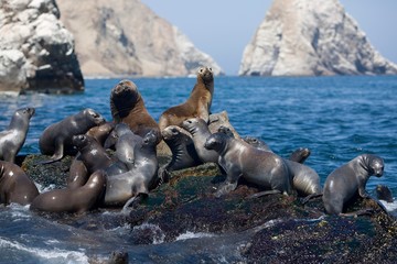 South American Sea Lion or Southern Sea Lion, Group standing on Rocks, otaria byronia, Paracas...