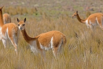 Vicuna, vicugna vicugna, Pampas Galeras Reserve in Peru