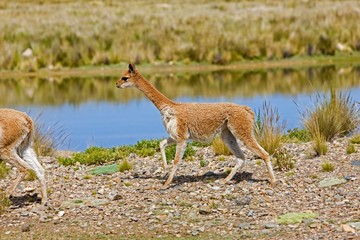 Vicuna, vicugna vicugna, Pampas Galeras Reserve in Peru