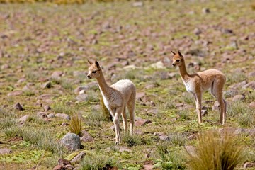 Vicuna, vicugna vicugna, Pampas Galeras Reserve in Peru