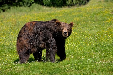 Brown Bear, ursus arctos, Adult with Flowers