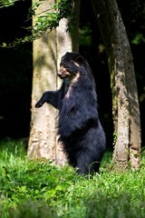 Spectacled Bear, tremarctos ornatus, Adult standing on Hind Legs