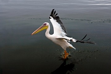 Fototapeta na wymiar Great White Pelican, pelecanus onocrotalus, Adult in Flight near Walvis Bay in Namibia
