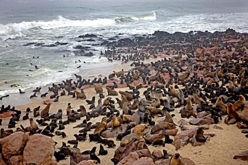 Fototapeta na wymiar South African Fur Seal, arctocephalus pusillus, Colony at Cape Cross in Namibia