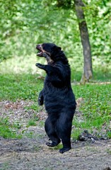 Spectacled Bear, tremarctos ornatus, Adult standing on Hind Legs, In Defensive Posture