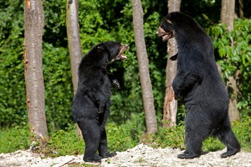 Spectacled Bear, tremarctos ornatus, Adults Fighting